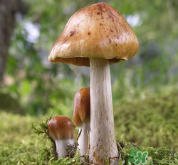蘑菇可以放冰箱嗎？蘑菇放冰箱長毛了能吃嘛？