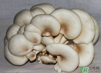 平菇怎么保存？平菇能放幾天？
