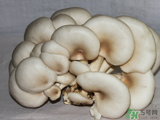 吃平菇有什么好處?平菇怎么做好吃? 吃平菇有什么好處?平菇怎么做好吃?