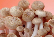 草菇可以放冰箱嗎？草菇放冰箱還能吃嗎？