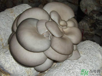 平菇是什么樣子？平菇是怎么長出來的？