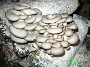 平菇是什么樣子？平菇是怎么長出來的？