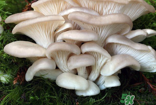 坐月子能吃平菇嗎？坐月子能不能吃平菇？