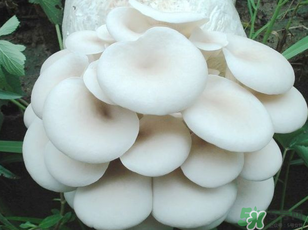 坐月子能吃平菇嗎？坐月子能不能吃平菇？