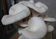 坐月子能吃平菇嗎？坐月子能不能吃平菇？