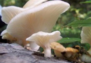 孕婦可以吃平菇嗎？孕婦吃平菇有什么好處？