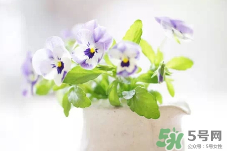 冬天陽臺種什么植物好？冬天種什么植物好養(yǎng)活？