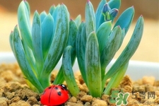冬天陽臺種什么植物好？冬天種什么植物好養(yǎng)活？