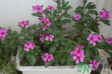 冬天陽臺種什么植物好？冬天種什么植物好養(yǎng)活？