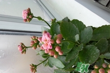 冬天陽臺種什么植物好？冬天種什么植物好養(yǎng)活？