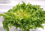 苦菊可以減肥嗎？苦菊怎么吃可以減肥？