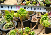 冬天陽臺種什么植物好？冬天種什么植物好養(yǎng)活？