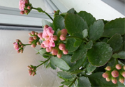 冬天種什么花好？冬天種什么花好養(yǎng)活？