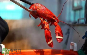 冬天有小龍蝦嗎？冬天吃小龍蝦好嗎？