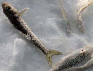 冬天怎么釣魚？冬天怎么釣鯽魚？