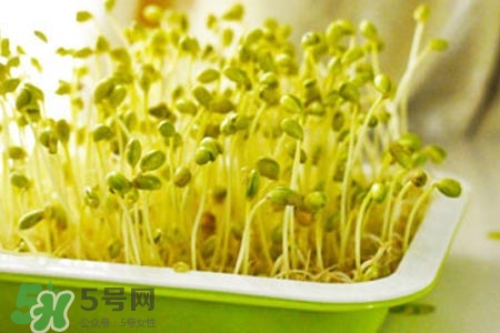冬天可以發(fā)豆芽嗎？冬天怎樣發(fā)黃豆芽？