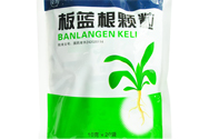 冬天喝板藍根好嗎？板藍根的功效與作用