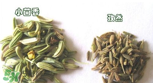 小茴香是孜然嗎？小茴香和孜然的區(qū)別