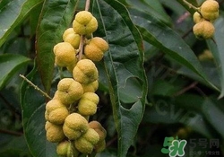 巴豆可以治療便秘嗎？便秘可以吃巴豆嗎？