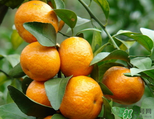 小橘子上火嗎？小橘子吃多了會上火嗎？