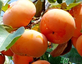 一天可以吃幾個柿子？柿子每天可以吃幾個？