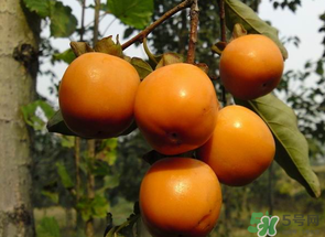一天可以吃幾個柿子？柿子每天可以吃幾個？