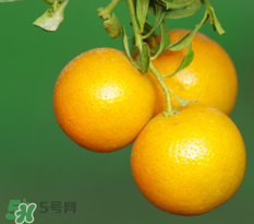 新鮮的桔子怎么保存？新鮮桔子儲(chǔ)存方法