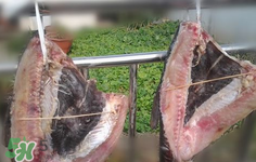 新鮮魚(yú)怎么腌制咸魚(yú)塊？咸魚(yú)塊怎么腌制