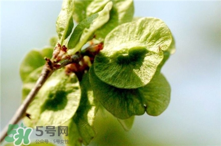 榆錢的營養(yǎng)價(jià)值 榆錢的功效與作用