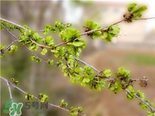 榆錢的營養(yǎng)價(jià)值 榆錢的功效與作用