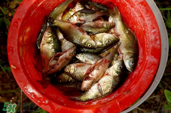 腌魚用什么容器？腌魚用什么裝？