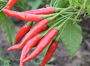 辣椒變紅能吃嗎？辣椒為什么會變紅？