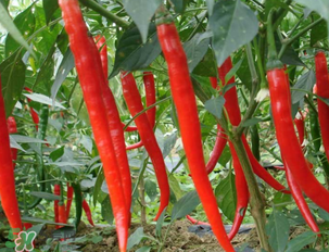 辣椒變紅能吃嗎？辣椒為什么會變紅？