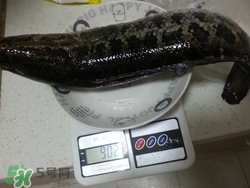 一斤魚可以做多少魚丸？一斤魚可以做幾個魚丸？