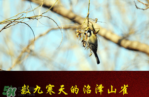 2017年三九四九是什么時(shí)候？2017年四九是哪天？