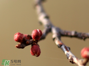 六九是幾號？2017年六九是哪天？