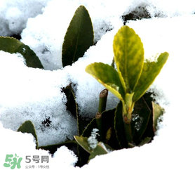 小寒是幾九？2017年小寒是幾九？