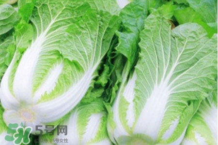 2017過年白菜會漲價嗎？2017年春節(jié)白菜價格預(yù)測