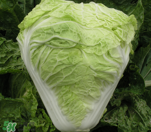白菜葉子上的小黑點是什么？白菜葉子上有黑點能吃嗎？