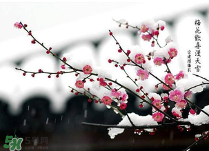 梅花可以放臥室嗎？梅花放在臥室風(fēng)水好嗎？