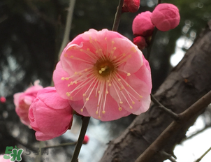梅花可以放臥室嗎？梅花放在臥室風(fēng)水好嗎？