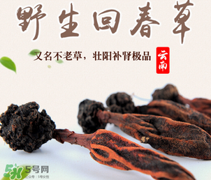 回春草多少錢一斤？回春草多少錢一克？