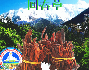 回春草多少錢一斤？回春草多少錢一克？