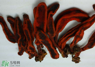 回春草有什么功效？回春草的功效與作用 