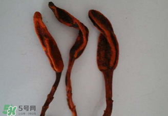 回春草有什么功效？回春草的功效與作用 