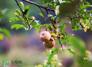 野蘋果可以泡酒嗎？野蘋果泡酒有什么功效？
