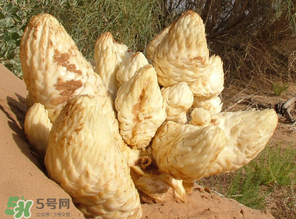 鎖陽(yáng)和肉蓯蓉一起泡酒可以嗎？肉蓯蓉和鎖陽(yáng)的區(qū)別