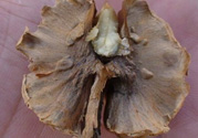 核桃分心木能泡幾次水？核桃分心木一次泡多少？