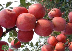 阿克蘇蘋(píng)果脆嗎？阿克蘇蘋(píng)果是粉蘋(píng)果還是脆蘋(píng)果？