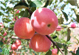 面蘋果和脆蘋果有什么區(qū)別？面蘋果和脆蘋果哪個營養(yǎng)大？